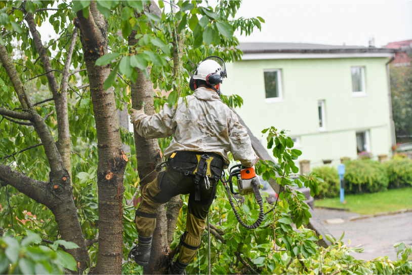 Tree Care